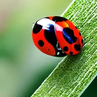 Is zoo ladybug habit