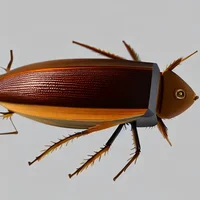 Zoo Cockroach habita
