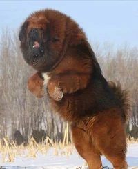 giant fluffy  dog