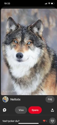 Ash - alpha wolfpack