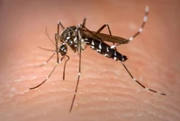 Aedes aegypti