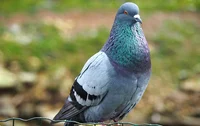 Pigeon
