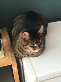 Cat loaf 
