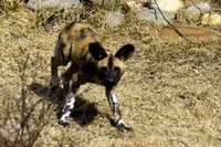 African Wild Dog Pup
