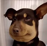 Talking dog
