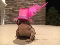 Toad of Wisdom