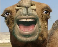 Camel frendo