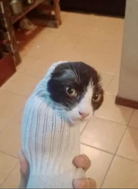 Cat sock
