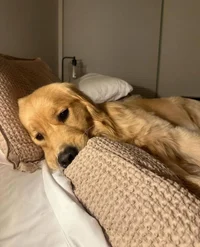 Alexander