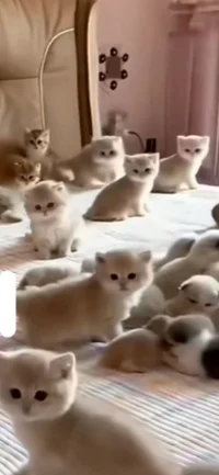 100 kittens