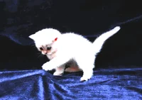 white kitten