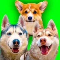 Бандит кордик бублик