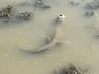 FrozenAlligator Boss
