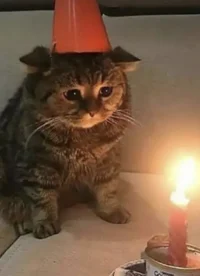 Sad kitty