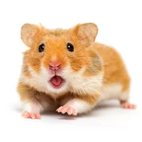 Jason the hamster