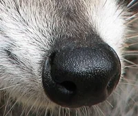Raccoon Nose