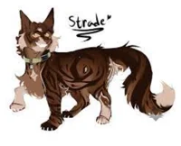 Cat Strade