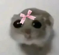 Kash