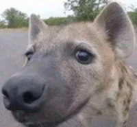 hyena