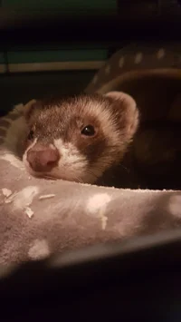 smudge the ferret