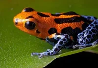 Poisonous frog