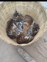 Tiger cubs