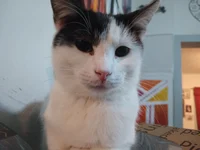 My Kitties