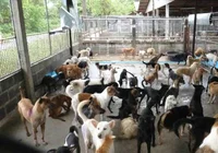 The dog pound