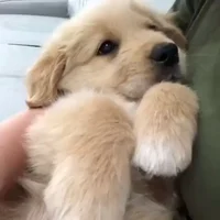 Scooter the Best Pup