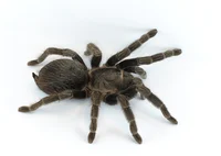 Random tarantula