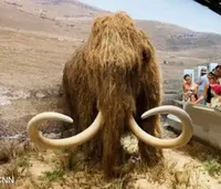 Wooly Mammoth