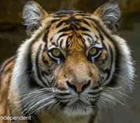 Javan Tiger