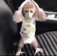 Scared monkey