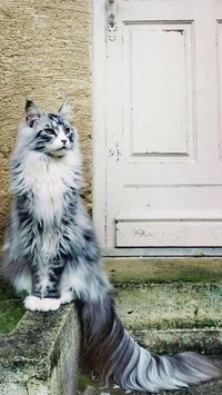 MaineCoon Cat