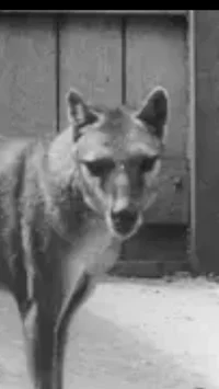 Tasmanian tiger