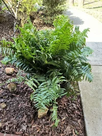 A Fern