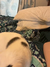 Cod boys X Killer YN