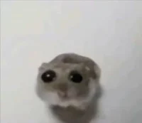 Sad Hamster