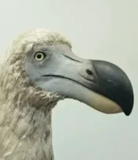 Dodo