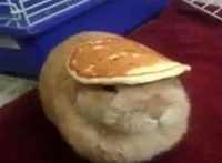 Pancake bun