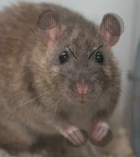 Angry rat