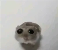 hamster