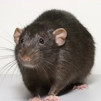 frank the rat