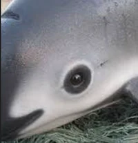 Vaquita