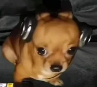 El perro musico