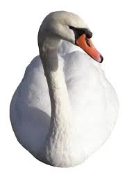 Swan