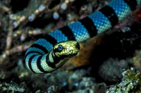 Sea Krait