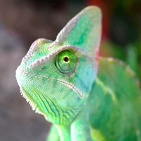 Chameleon