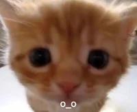 @CallOfBooty69 - Character AI chatbot creator profile picture