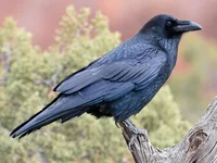 Common Raven 